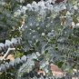 100 Seeds Cider Gum Eucalyptus Tree Fresh Seeds