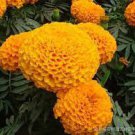 200 Seeds Tagetes Erecta Mixed Bonsai Flowers Fresh Seeds