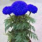 200 Seeds Tagetes Erecta Mixed Bonsai Flowers Fresh Seeds