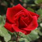 100 Seeds Rose Tree RoseRed Perennial Flower Fresh Seeds