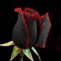100 Seeds Rare Black Rose with Red Center Fresh Seeds
