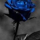 100 Seeds Rare Dark Blue Roses with Orange Heart Fresh Seeds