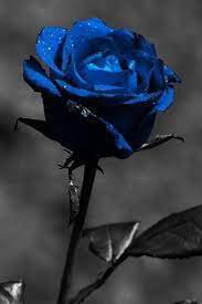 100 Seeds Rare Dark Blue Roses with Orange Heart Fresh Seeds