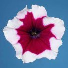 400 Seeds Petunia Celebrity Burgundy Frost Fresh Seeds
