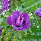 100 Seeds Purple Compact Climbing Rose Flower Fresh Seeds