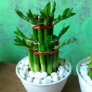100 Seeds Lucky Bamboo Potted Bonsai Plant Fresh Seeds