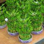100 Seeds Lucky Bamboo Potted Bonsai Plant Fresh Seeds