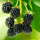 200 Seeds Jumbo Thornless Blackberry Plant Fresh Seeds