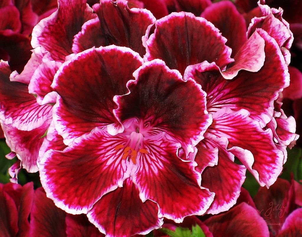 20 Seeds 'Quantoki May' Dark Red Angel Rose Fresh Seeds