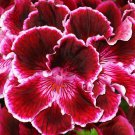 20 Seeds 'Quantoki May' Dark Red Angel Rose Fresh Seeds