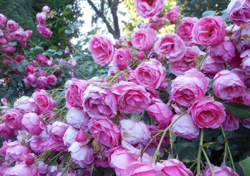 100 Seeds New Dark Purple Climbing Rose Fresh Seeds