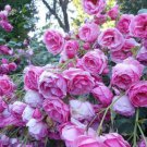 100 Seeds New Dark Purple Climbing Rose Fresh Seeds