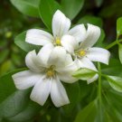 10 Seeds Murraya Paniculata Orange Jessamine Plant Fresh Seeds