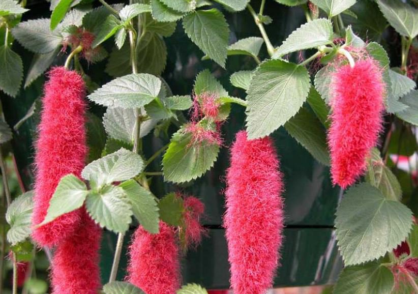 200 Seeds Acalypha Hispida Chenille Plant Fresh Seeds