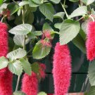 200 Seeds Acalypha Hispida Chenille Plant Fresh Seeds