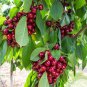 20 Seeds Dwarf Cherry Tree SelfFertile Bonsai Fresh Seeds