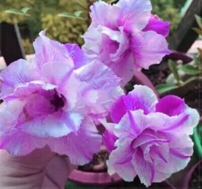 4 Seeds Adenium White Petals Purple Stripe Flower Fresh Seeds