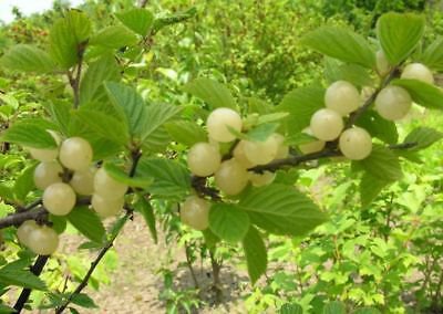 30 Seeds Heirloom Fragrant Sweet Green Grape Fresh Seeds