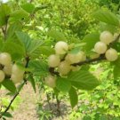 30 Seeds Heirloom Fragrant Sweet Green Grape Fresh Seeds