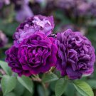 100 Seeds Purple European Rose Seeds Fresh Seeds