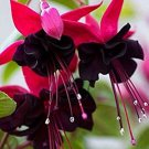 200 Seeds (Mix) Purple Double Petal Fuchsia Bonsai Flower Seeds Fresh Seeds