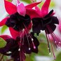 200 Seeds (Mix) Purple Double Petal Fuchsia Bonsai Flower Seeds Fresh Seeds