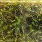 200 Seeds Aldrovanda Vesiculosa Seeds Fresh Seeds