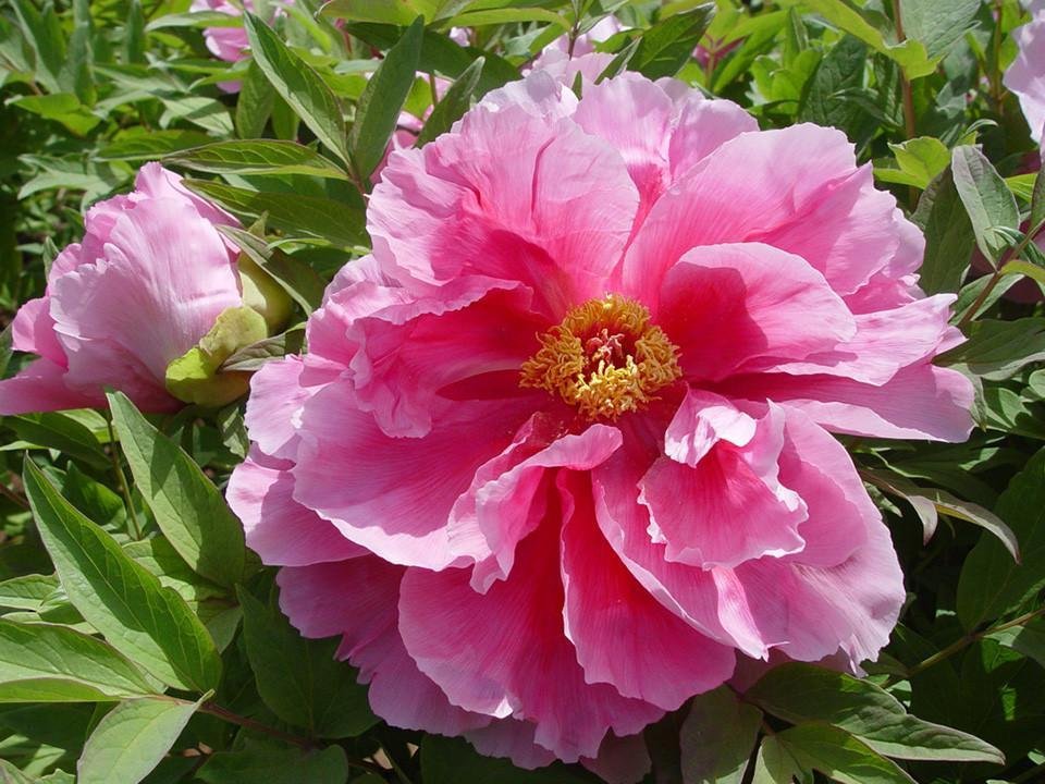 10 Seeds Multi Rare Japanese Peony Tree Seeds Fresh Seeds