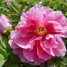 10 Seeds Multi Rare Japanese Peony Tree Seeds Fresh Seeds