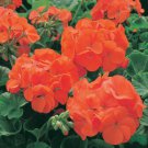20 Seeds Geranium Maverick Orange Perennial Seeds Fresh Seeds
