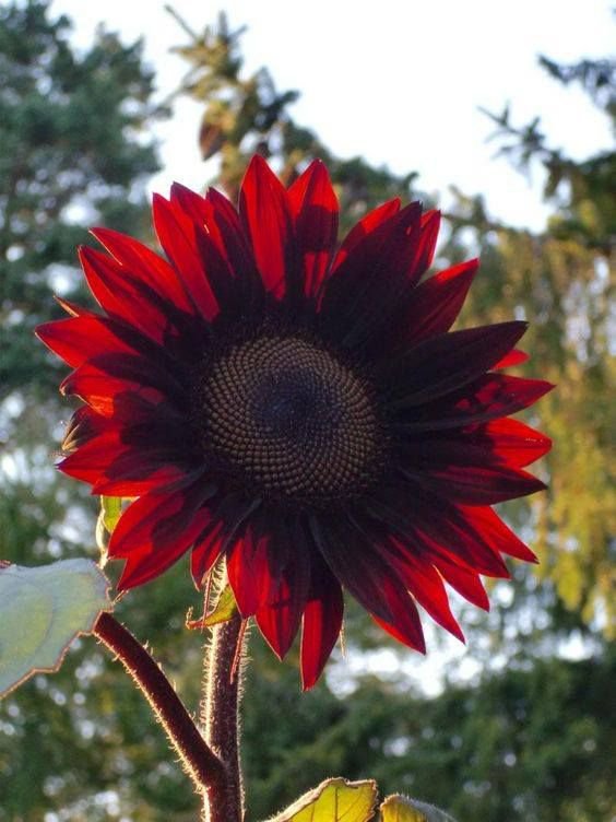30 Seeds Moulin Rouge Red Ornamental Sunflower Seeds Fresh Seeds