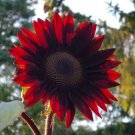 30 Seeds Moulin Rouge Red Ornamental Sunflower Seeds Fresh Seeds