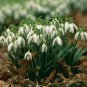 400 Seeds Common Snowdrop Flower Seeds Fresh Seeds