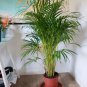10 Seeds Chrysalidocarpus Lutescens Palm Seeds Fresh Seeds