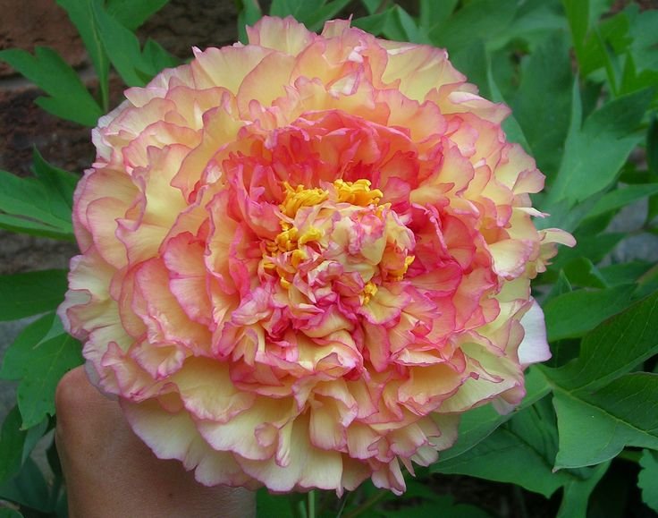 10 Seeds 'Wudao' Big Blooming Yellow Peony Seeds Fresh Seeds