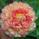10 Seeds 'Wudao' Big Blooming Yellow Peony Seeds Fresh Seeds