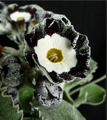 30 Seeds Primula Auricula Stubbs Tartan Flower Seeds Fresh Seeds