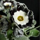 30 Seeds Primula Auricula Stubbs Tartan Flower Seeds Fresh Seeds