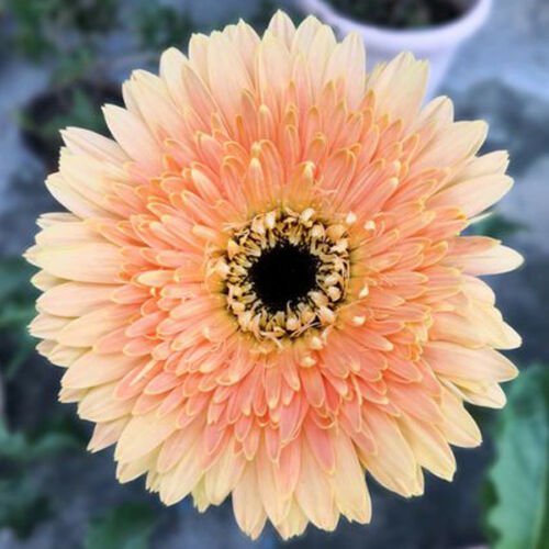 20 Seeds Light Orange Gerbera Jamesonii Daisy Seeds Fresh Seeds