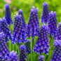 200 Seeds Blue Violet Purple Grape Hyacinth Seeds Fresh Seeds