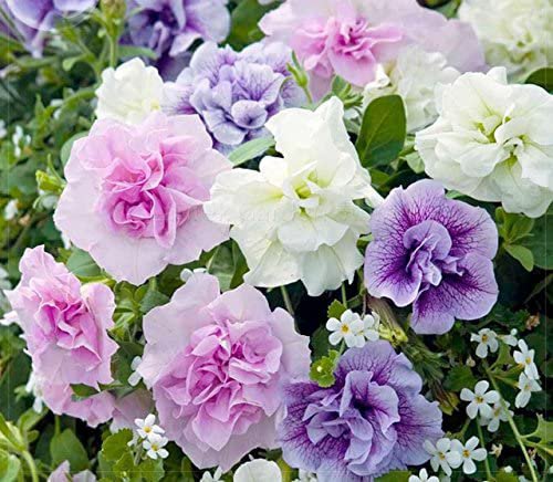 400 Seeds 'Xin Hun' Colorful Petunia Seeds Fresh Seeds