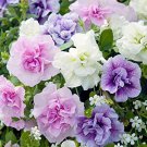 400 Seeds 'Xin Hun' Colorful Petunia Seeds Fresh Seeds