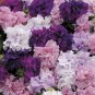 400 Seeds 'Xin Hun' Colorful Petunia Seeds Fresh Seeds