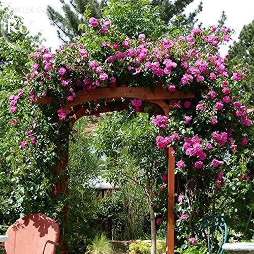 100 Seeds Taiwan Purple Climbing Rose Seeds Fresh Seeds
