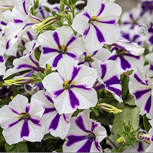 400 Seeds Heirloom Snow White Petunia with Purple Stripes Fresh Seeds