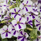 400 Seeds Heirloom Snow White Petunia with Purple Stripes Fresh Seeds