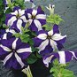 400 Seeds Heirloom Snow White Petunia with Purple Stripes Fresh Seeds