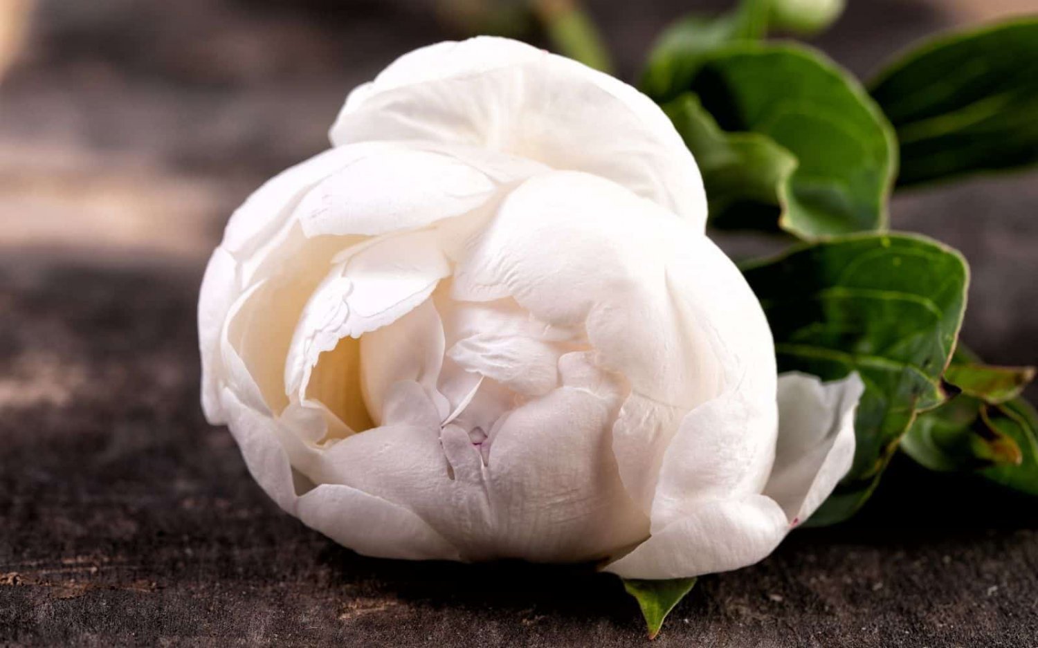 10 Seeds Purely White Peony Flower Seeds Fresh Seeds