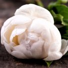 10 Seeds Purely White Peony Flower Seeds Fresh Seeds