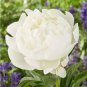 10 Seeds Purely White Peony Flower Seeds Fresh Seeds